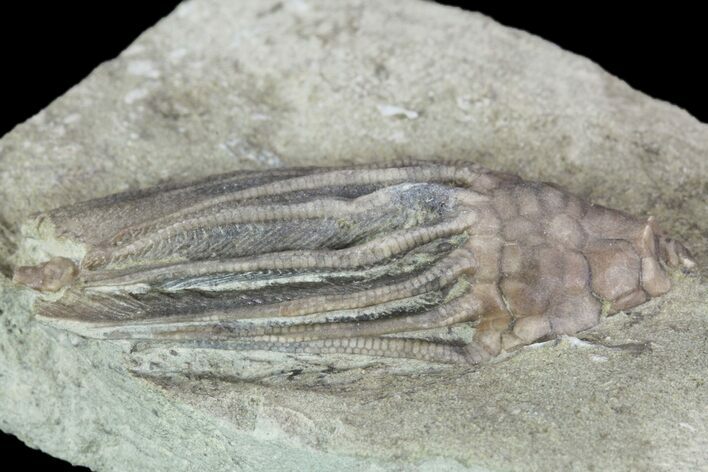 Crinoid (Macrocrinus) Fossil - Crawfordsville, Indiana #94816